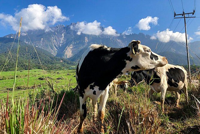 Kinabalu Park With Rumah Terbalik & Desa Cow Farm - Who will enjoy this tour most