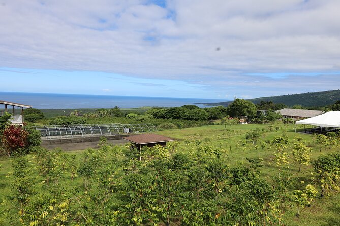 Kona Coffee Farm Tour from Tree to Tasting Room - Beneath the coffee trees: how Kona begins