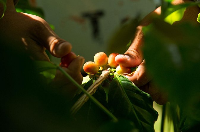 Kona Coffee Tasting: A Farm to Cup Experience - Why the Kona connection matters on Oahu