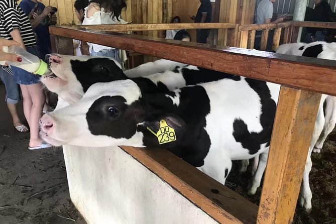 Kota Kinabalu ATV Riding and Dairy Farm at Mountain Kinabalu - What this mountain day actually includes