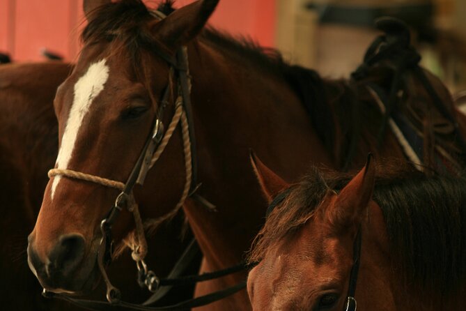Kualoa Ranch - Horseback Walking Tour - Getting there and avoiding a missed ride