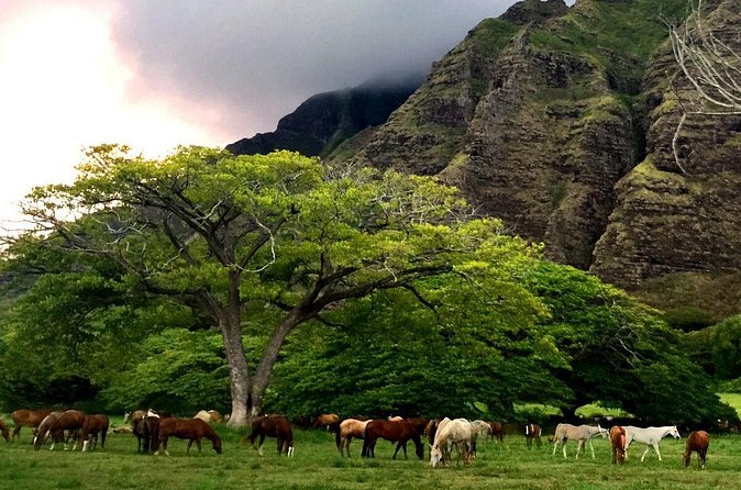 Kualoa Ranch - Horseback Walking Tour - Weather, cancellations, and strict booking terms