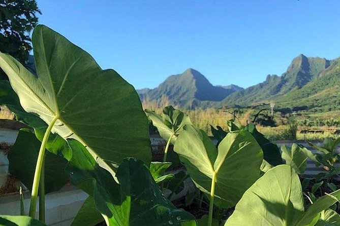 Kualoa Ranch - Kualoa Grown Tour - Orchards, tropical fruit, and seasonal luck