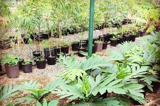 Kualoa Ranch - Kualoa Grown Tour - Flower gardens and a working-farm view