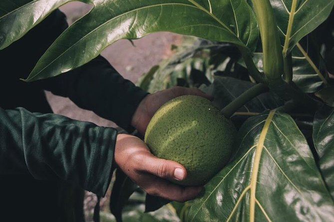 Kualoa Ranch - Kualoa Grown Tour - Who will enjoy this tour most?