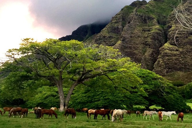 Kualoa Ranch: Novice E-Bike - Who should book this tour?