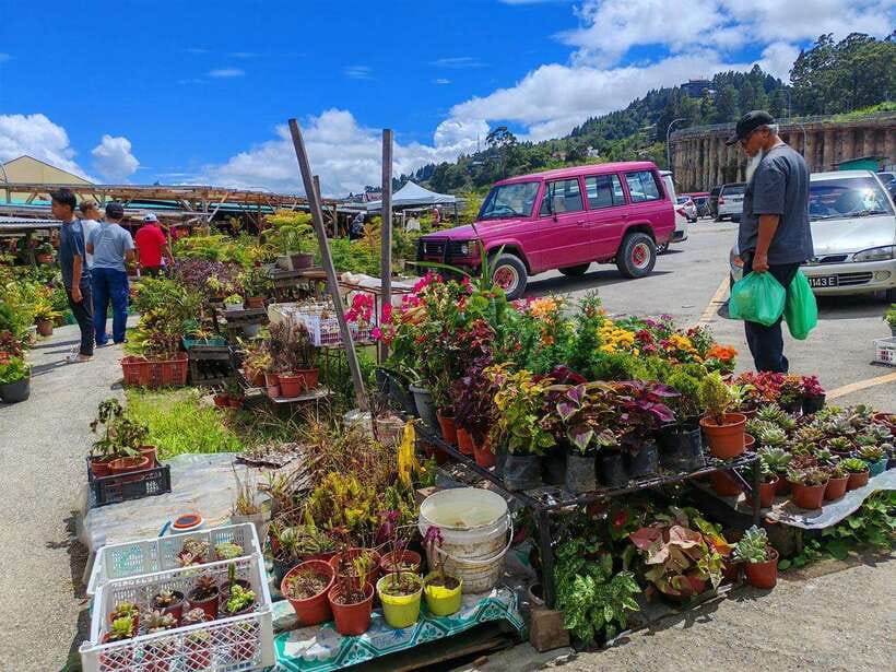 Kundasang : ATV Ride, Dairy Farm Visit & Meal Shared Tour - Kundasang Market and the Rafflesia Possibility