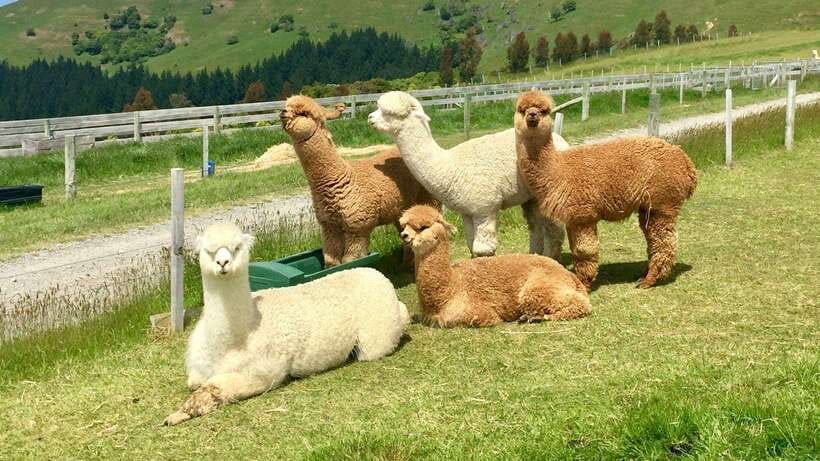 Kundasang: Day Tour with Desa Dairy Farm and Alpaca Club - What this Kundasang day tour is really like
