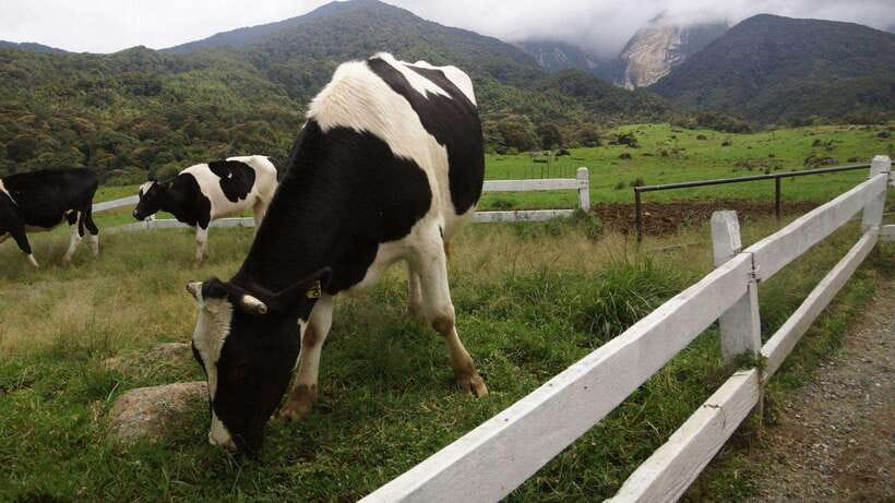 Kundasang: Day Tour with Desa Dairy Farm and Alpaca Club - Ending at Sabah City Mosque