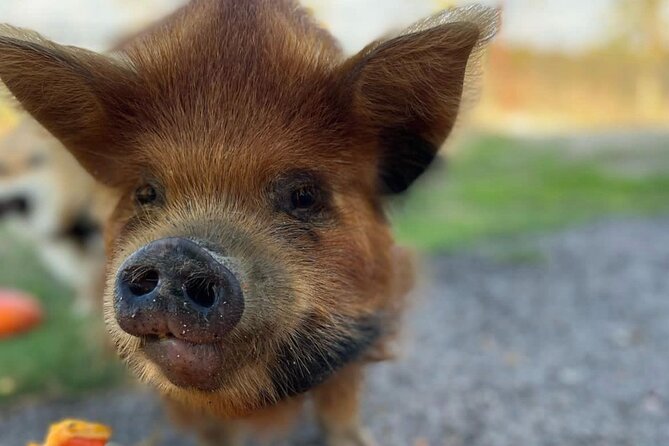 KuneKune Pig Farm Tour - Who will enjoy this farm tour most?