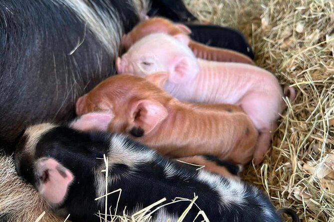 KuneKune Pig Farm Tour - Weather, timing, and cancellation details