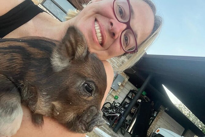 KuneKune Pig Farm Tour - A working family farm, not a polished attraction