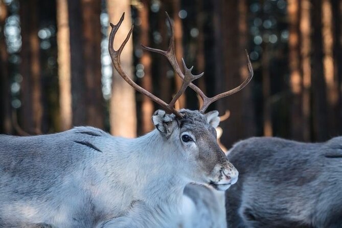 Kuoksa Reindeer Farm Visit with a Short Sleigh Ride - What the Kuoksa Reindeer Farm visit is really about