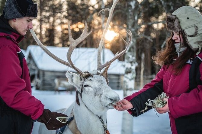 Kuoksa Reindeer Farm Visit with a Short Sleigh Ride - The short sleigh ride through snowy Lapland