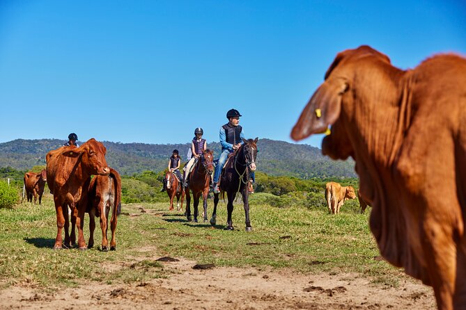Kuranda 60 minute Horse Trail Ride and Petting Farm - The petting farm at about 11:15