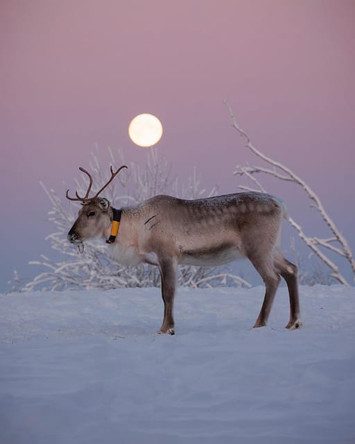 Kuusamo: Reindeer Farm Visit - Key points at a glance