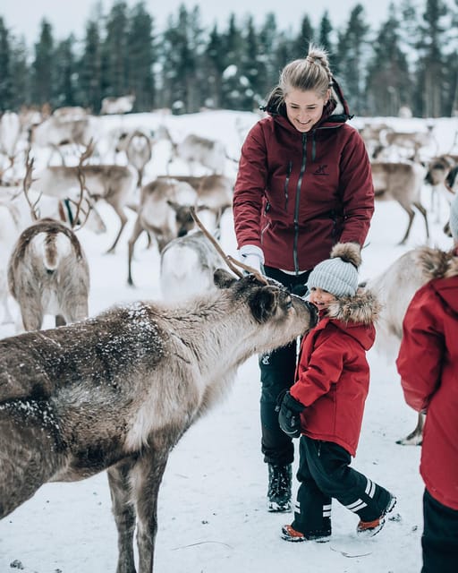 Kuusamo: Reindeer Farm Visit - Timing, clothing, and family advice