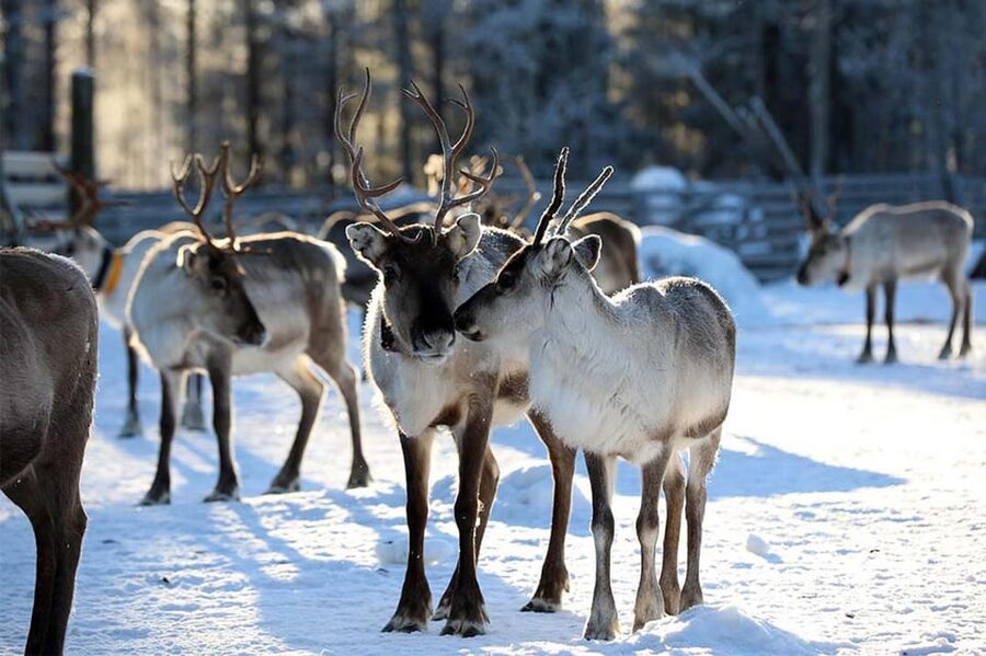 Kuusamo: Reindeer Farm Visit - Meeting hundreds of reindeer at the ancient corral