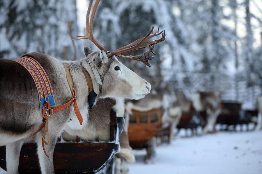 Kuusamo: Reindeer Sleigh Ride and Farm Visit - Five details to know before you book