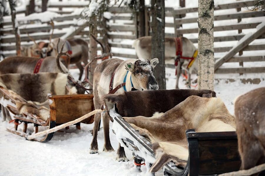 Kuusamo: Reindeer Sleigh Ride and Farm Visit - Why the guide makes or breaks the visit