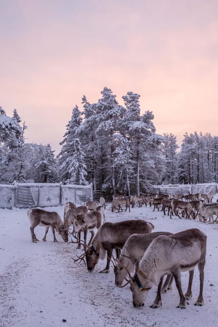 Kuusamo: Reindeer Sleigh Ride and Farm Visit - Who will enjoy this Kuusamo activity?