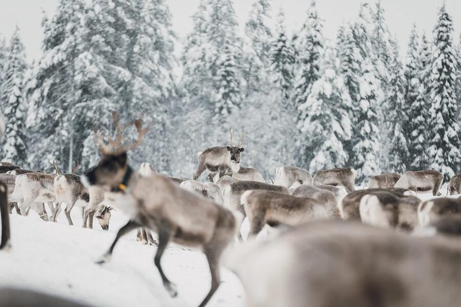 Kuusamo: Reindeer Sleigh Ride and Farm Visit - Practical advice for a better visit