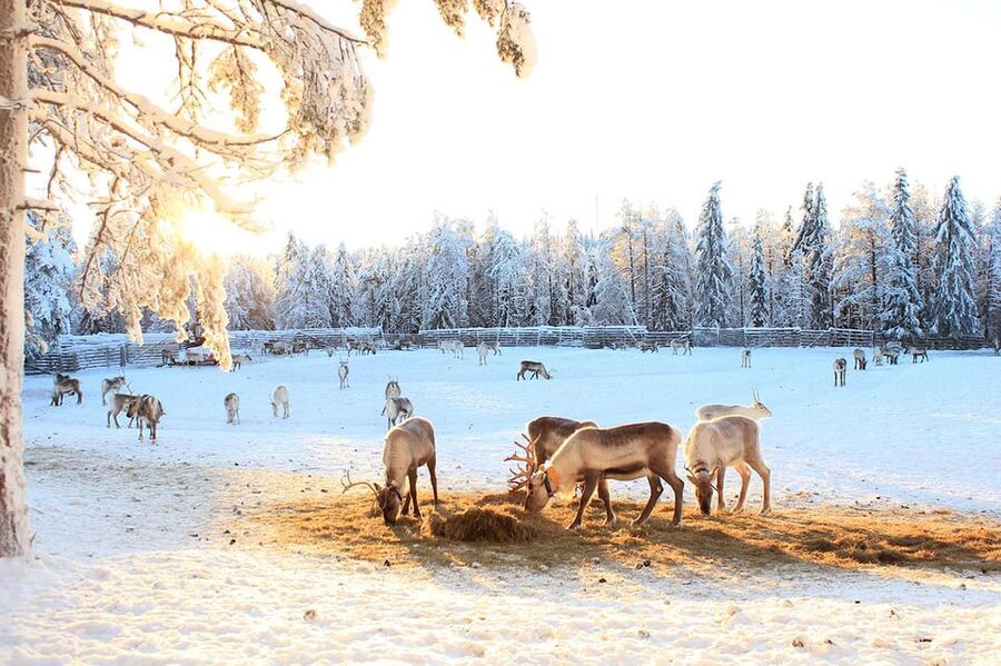 Kuusamo: Reindeer Sleigh Ride and Farm Visit - Should you book the reindeer farm visit?