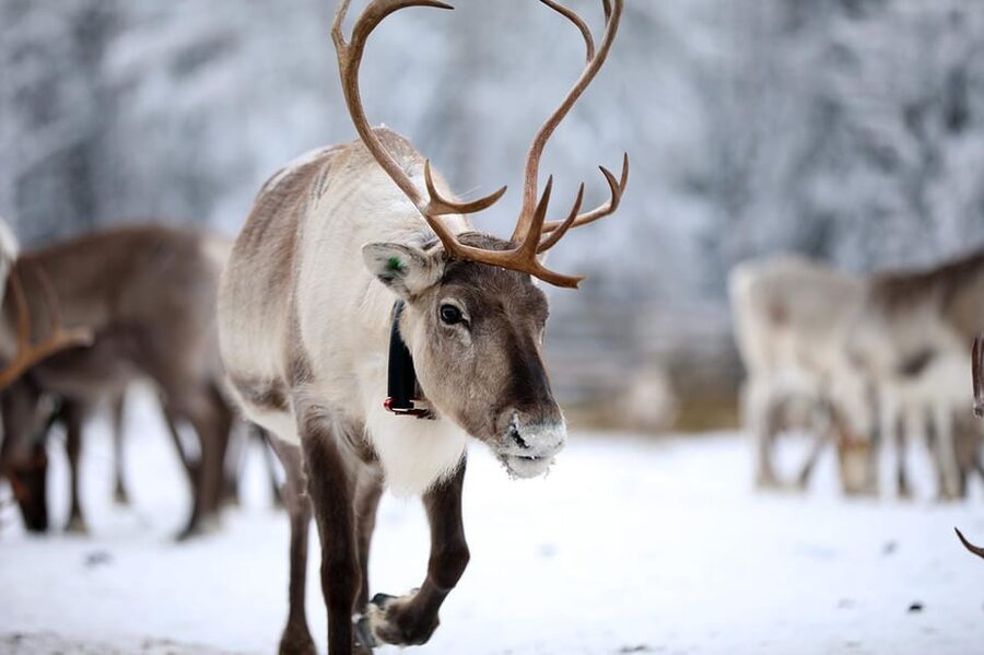 Kuusamo: Reindeer Sleigh Ride and Farm Visit - The 1.5 km sleigh ride through the winter forest
