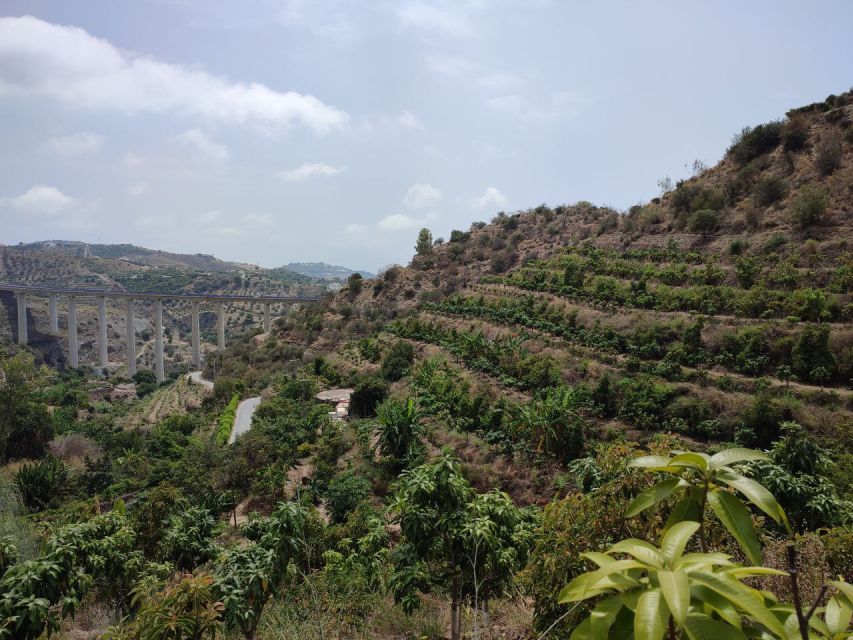 La Herradura Coffee Farm: tour in Europe's only plantation - Key points at a glance
