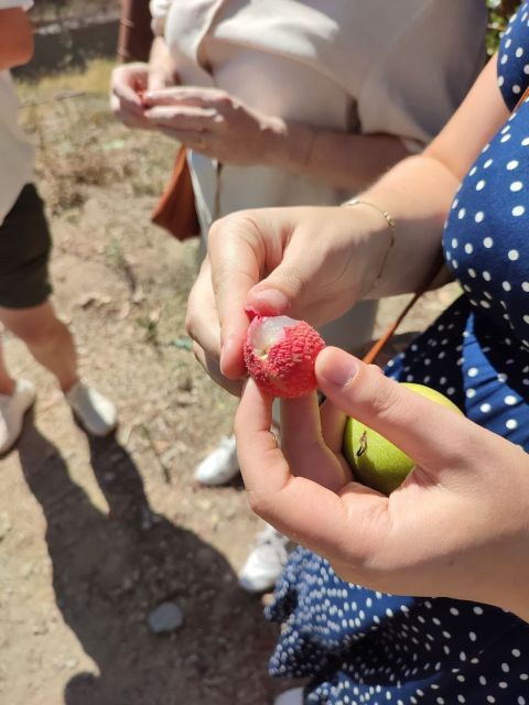 La Herradura Coffee Farm: tour in Europe's only plantation - Organic farming, water, and soil care