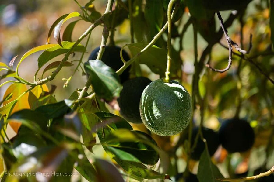 La Herradura Coffee Farm: tour in Europe's only plantation - Who will enjoy this coffee farm most?