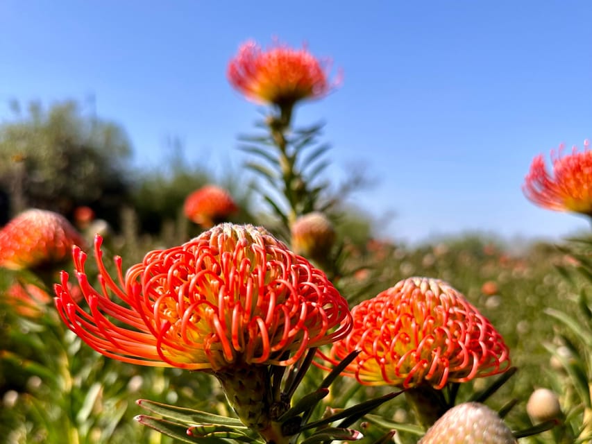 La Palma : Tour of an ecological farm w/ animals & tasting - Arriving in La Palma’s pine-covered interior