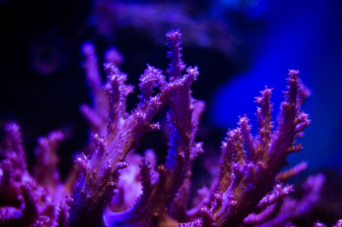 La Paz: Coral Farm Snorkel Tour - Why This Coral Tour Feels Different