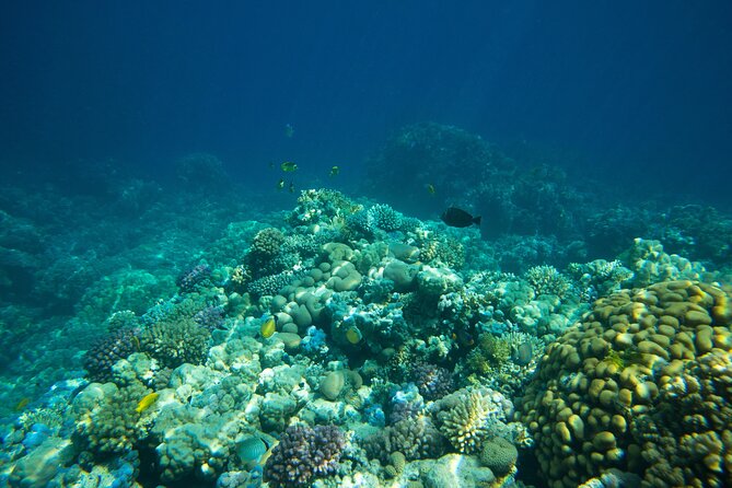 La Paz: Coral Farm Snorkel Tour - Snorkeling The Natural Reef At Pichilingue