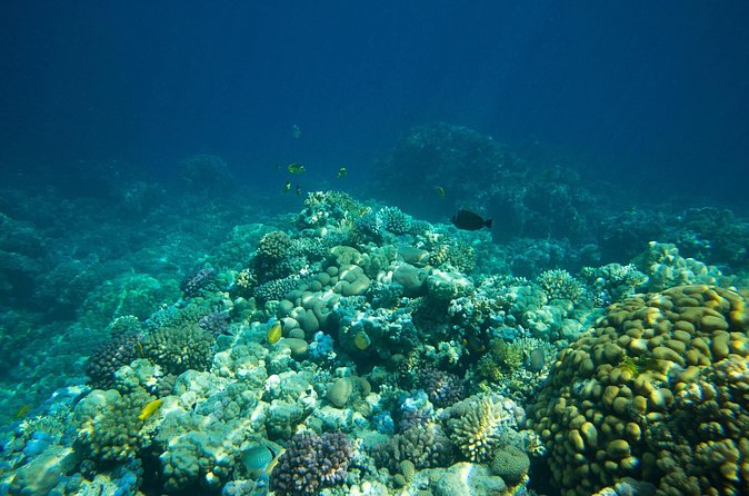 La Paz: Coral Farm Snorkel Tour - What The $68 Price Includes