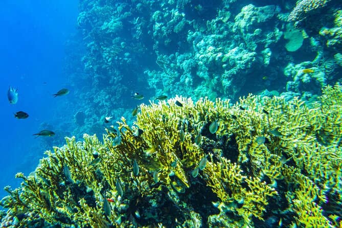 La Paz: Coral Farm Snorkel Tour - Small Details That Shape The Day