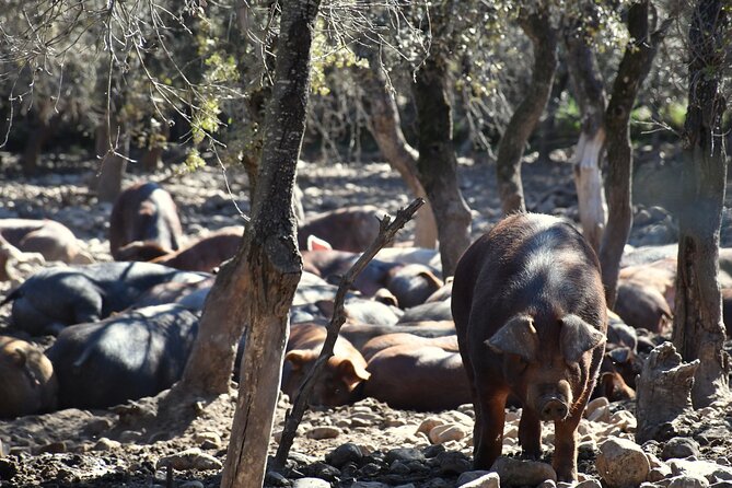 La Rioja Biosphere Organic Pig Farm and Ham and Wine Tasting - Walking olive groves, grain fields, and horse country