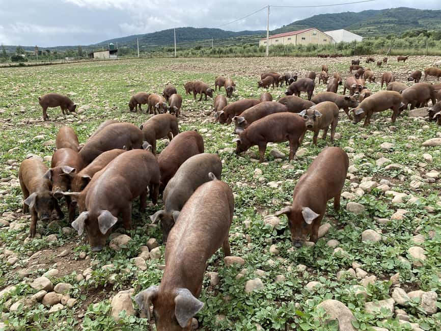 La Rioja: Jamon Iberico Farm Tour and Tasting with Wine - Meeting the horses and seeing the feed mill