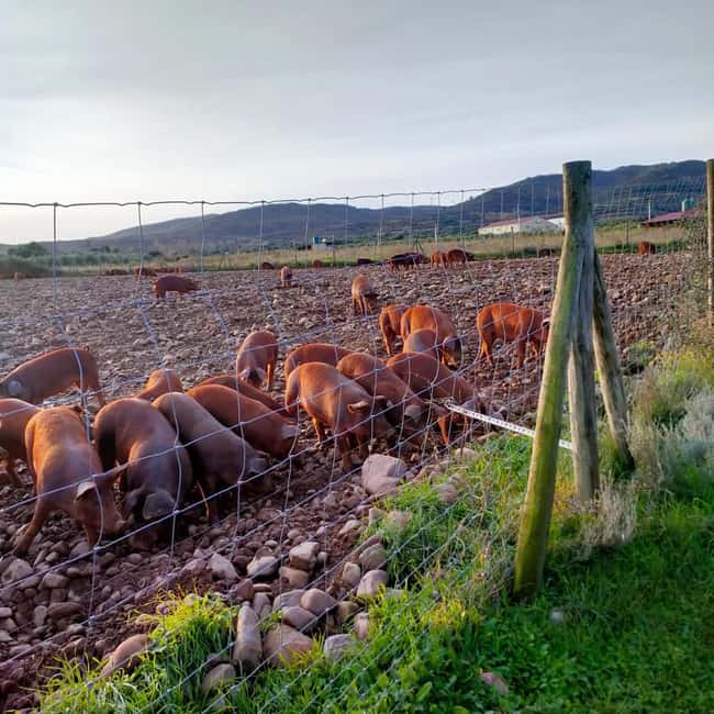 La Rioja: Jamon Iberico Farm Tour and Tasting with Wine - What you actually taste with the Rioja wine