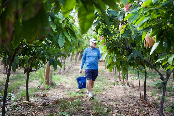 Lahaina: Maui Ku'ia Estate Guided Cacao Farm Tour and Tasting - What makes the chocolate worth discussing
