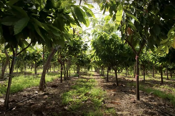 Lahaina: Maui Ku'ia Estate Guided Cacao Farm Tour and Tasting - Who will enjoy this Maui chocolate tour