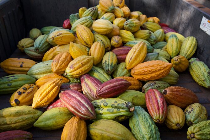 Lahaina: Maui Ku'ia Estate Guided Cacao Farm Tour and Tasting - What I would clarify before paying