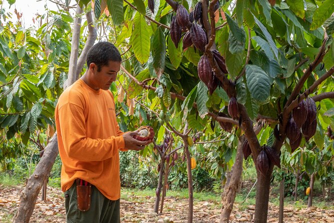 Lahaina: Maui Ku'ia Estate Guided Cacao Farm Tour and Tasting - Walking among cacao trees in a dry part of Maui