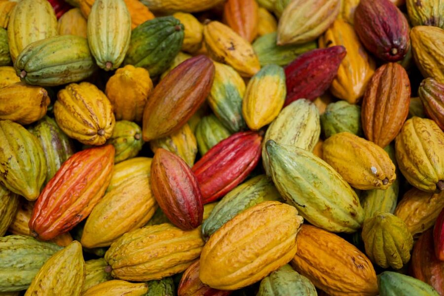 Lahaina: Maui Ku'ia Estate Guided Cacao Farm Tour & Tasting - Starting at the Lahaina chocolate factory