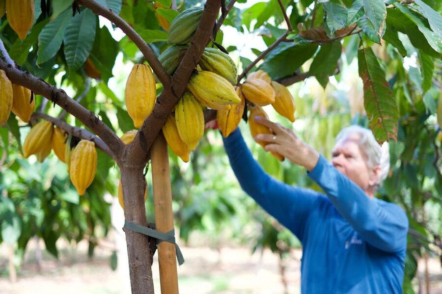 Lahaina: Maui Ku'ia Estate Guided Cacao Farm Tour & Tasting - What the 45-minute farm walk is really like