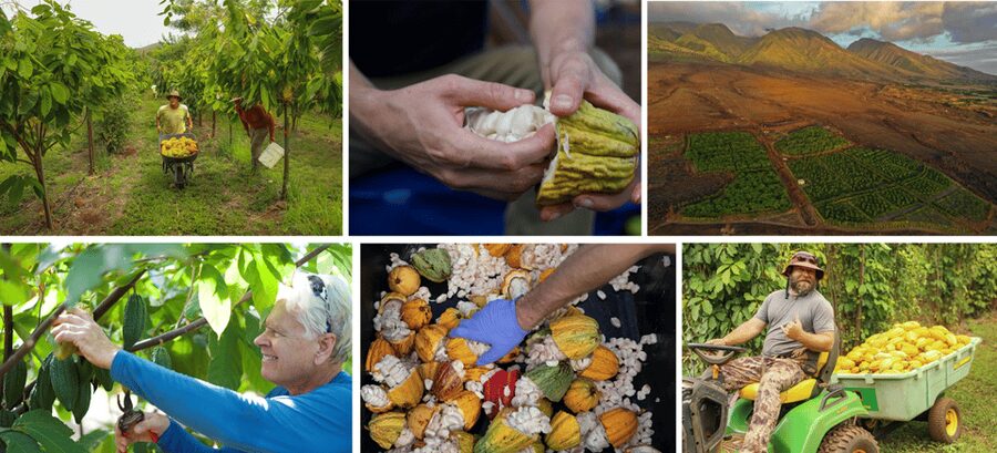 Lahaina: Maui Ku'ia Estate Guided Cacao Farm Tour & Tasting - Is $99 a fair price?