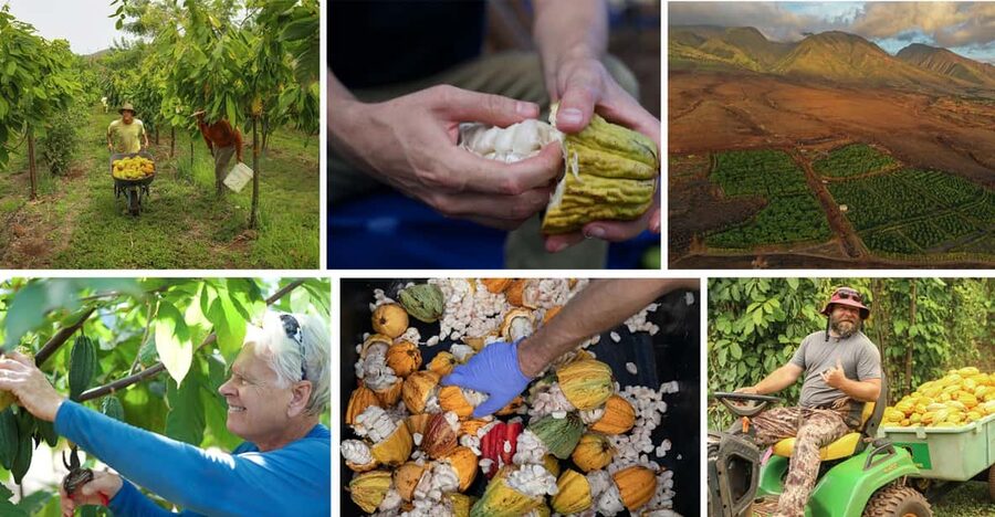 Lahaina: Maui Ku'ia Estate Guided Cacao Farm Tour & Tasting - A private cacao estate in the West Maui foothills