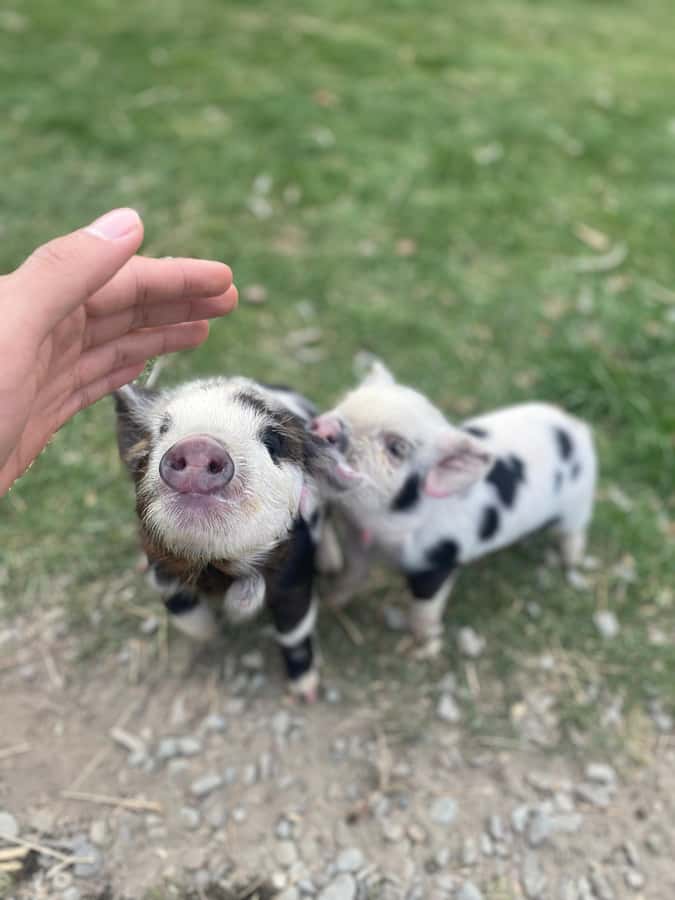 Lake Tekapo High Country Farm Tour (Carbon Positive) - Why this farm tour adds something different to Tekapo