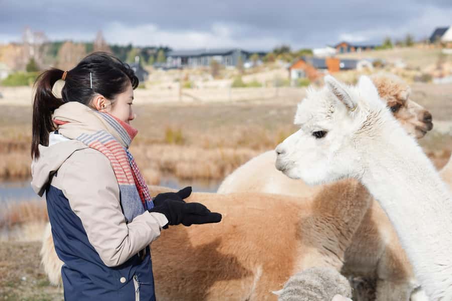 Lake Tekapo High Country Farm Tour (Carbon Positive) - Meeting the farm animals first
