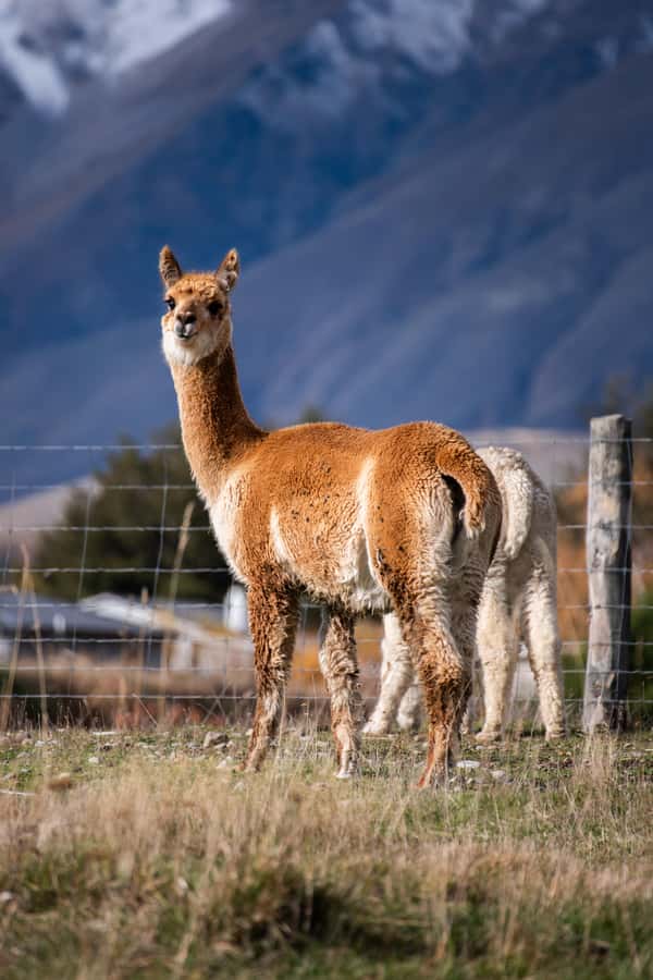 Lake Tekapo High Country Farm Tour (Carbon Positive) - Honey, spring water, and a working farm’s small details